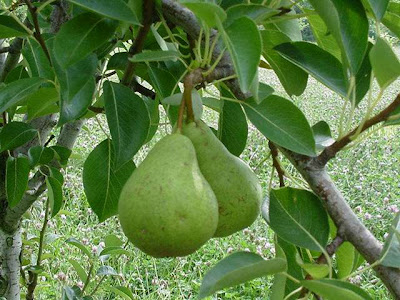 gambar buah alpukat di pohon