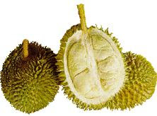 gambar_buah_durian