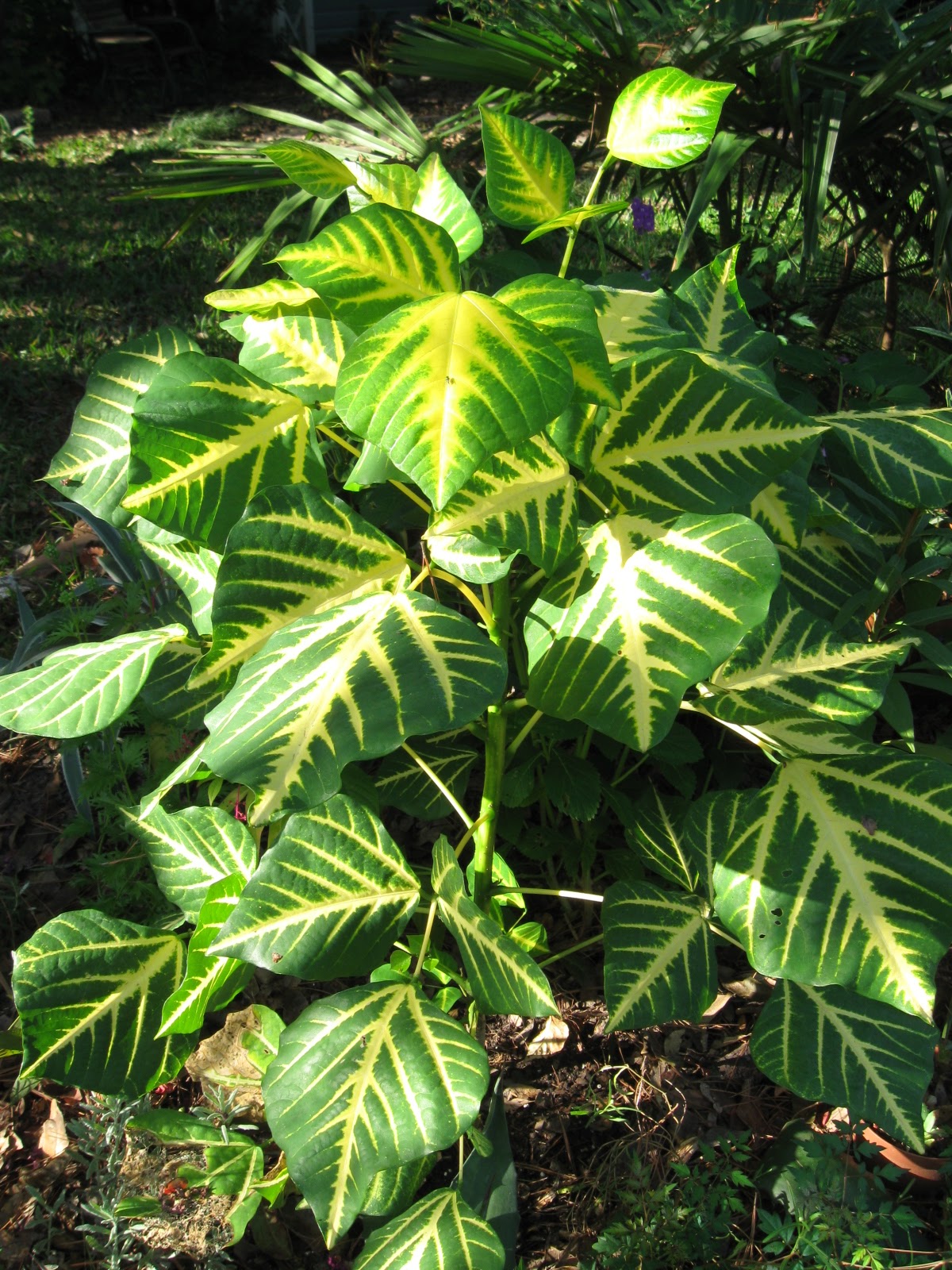 Tropical Texana NEW TO THE GARDEN VARIEGATED ERYTHRINA