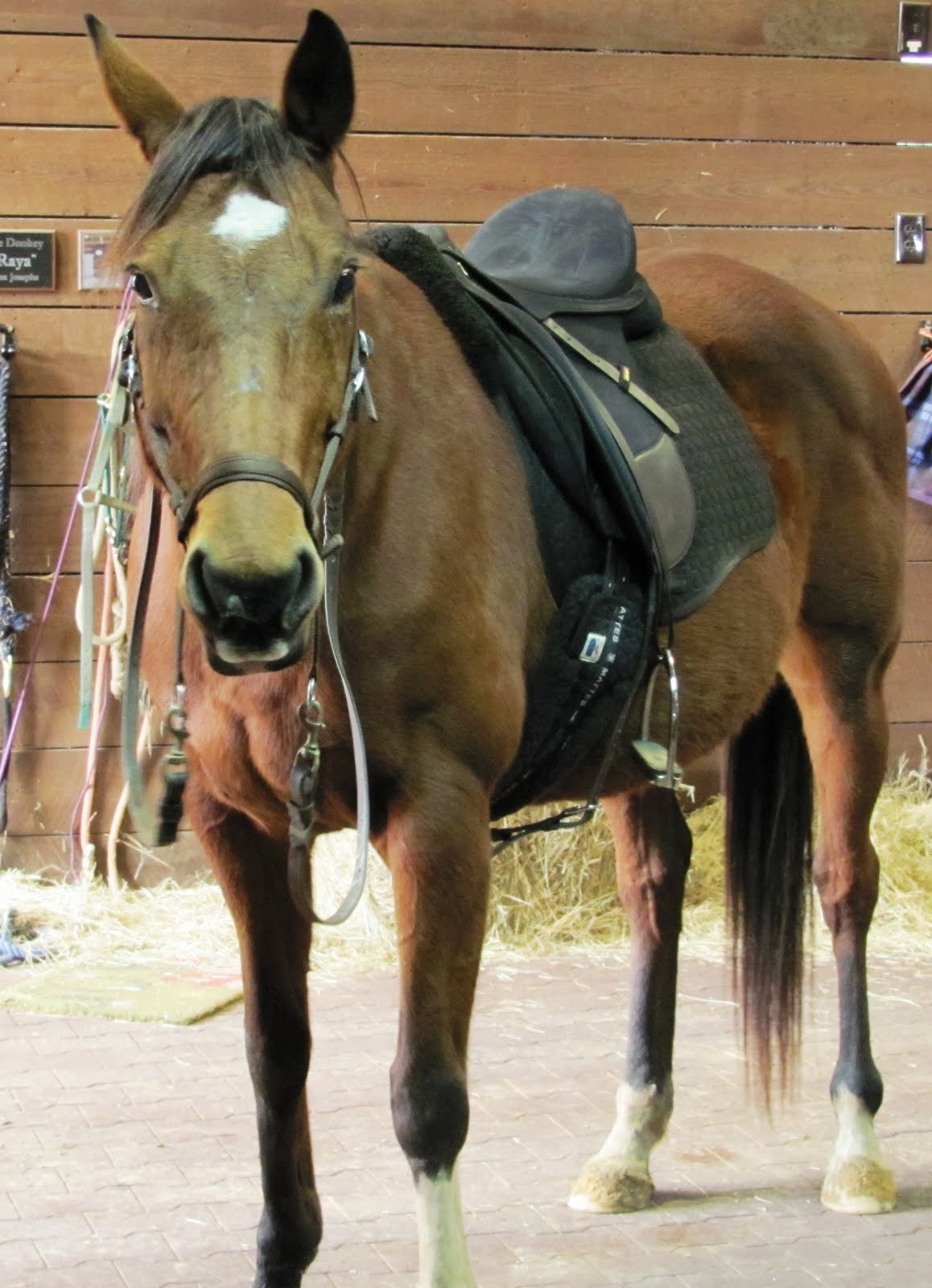 Forever Sky Ranch Whiskey for my Men, Beer for my horses.