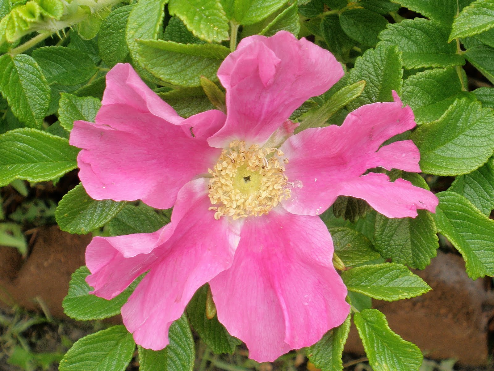 Trailer Trash! The Story of my Corner of the World: Roses