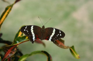 [cruise+butterfly.jpg]
