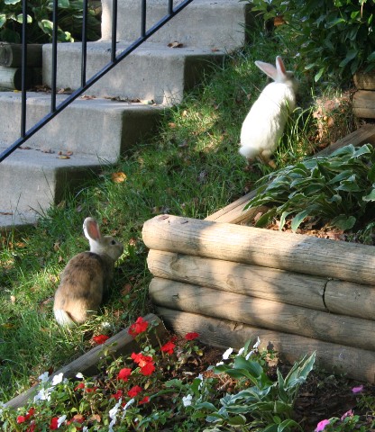 [bunny1.jpg]