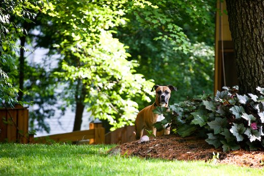 [09Jun20_bulldog_2.jpg]