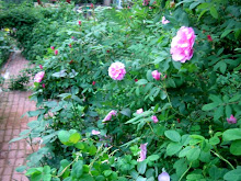 The Rose Garden