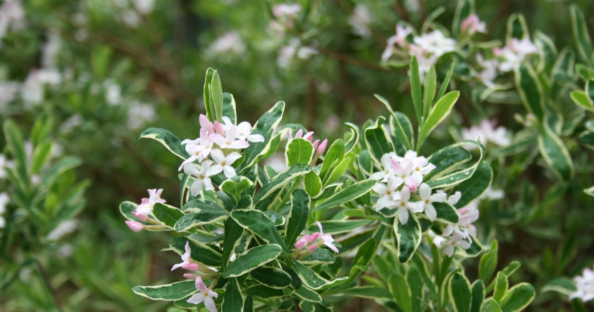 heirloom gardener Variegated Daphne in Bloom a fragrant flowering