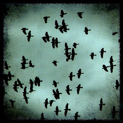 birds flying bird night blackbirds dead singing blackbird fly song flies sky falling dark together comic humor flight silhouette fear