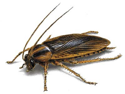 Una cucaracha puede vivir nueve días sin la cabeza Una cucaracha puede vivir nueve días sin la cabeza