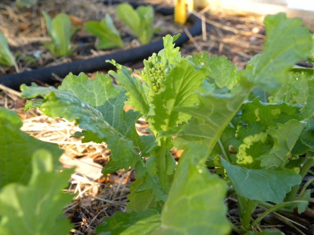Diane's Texas Garden Spring Vegetable Seedlings