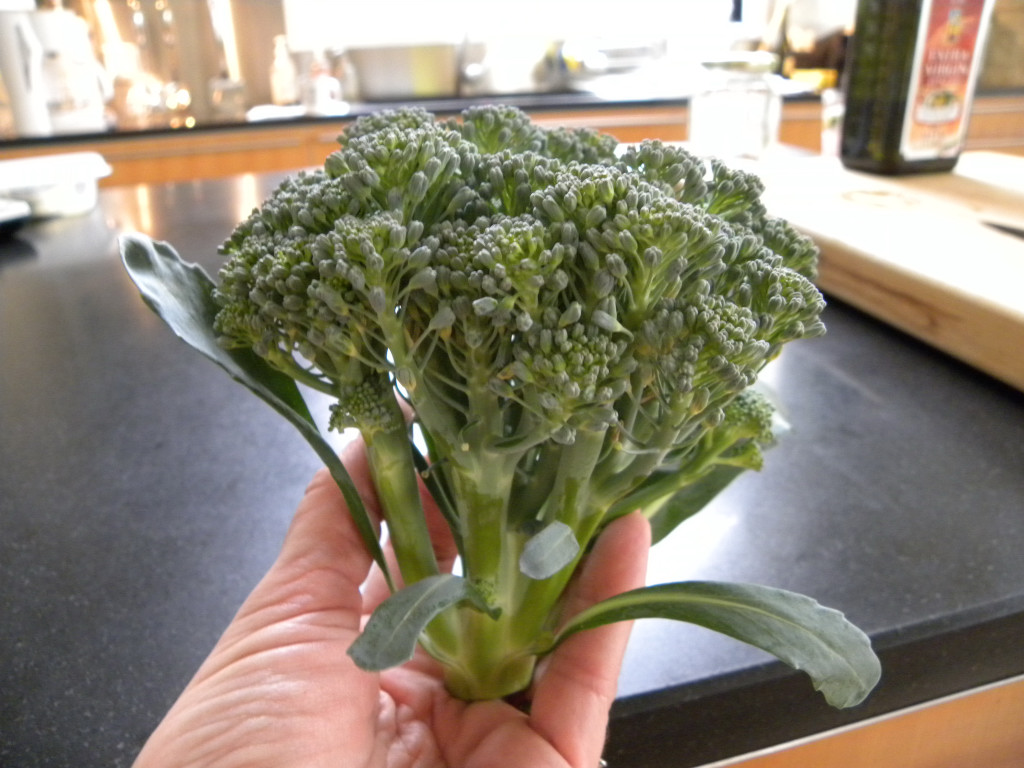 Diane's Texas Garden Broccoli & Basil