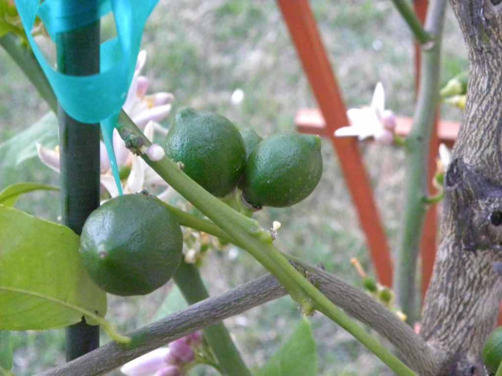 Diane's Texas Garden Meyer Lemon Tree is Full