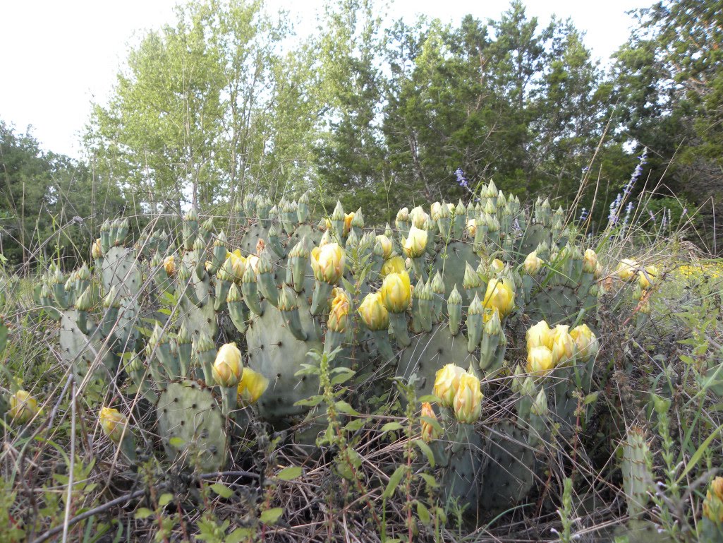 Diane's Texas Garden Blooming Cactus