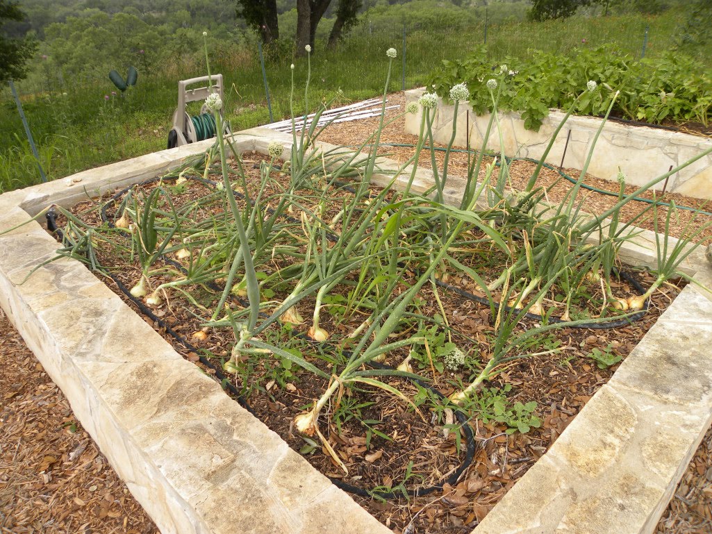 Diane's Texas Garden Onions are Ready to Harvest!