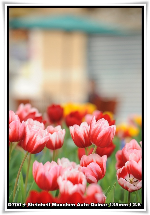 [ParkIsland_Tulip_09.JPG]