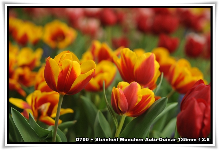 [ParkIsland_Tulip_15.JPG]