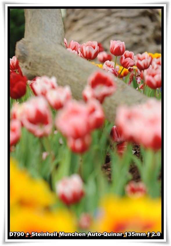 [ParkIsland_Tulip_08.JPG]