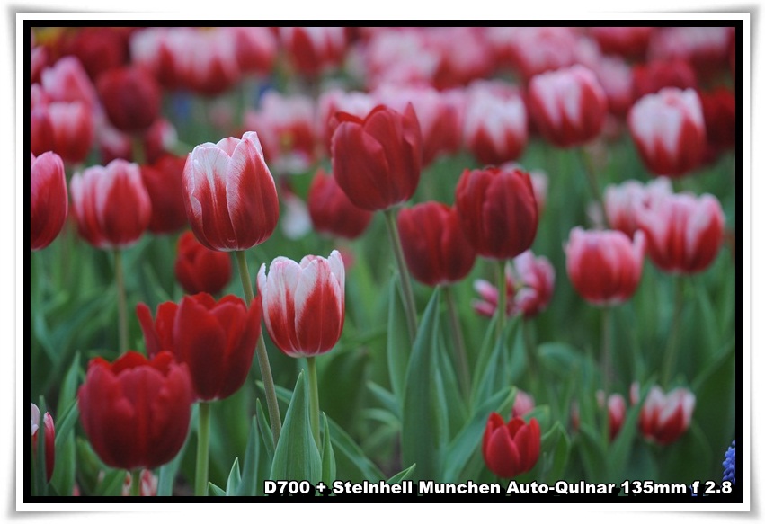 [ParkIsland_Tulip_04.JPG]