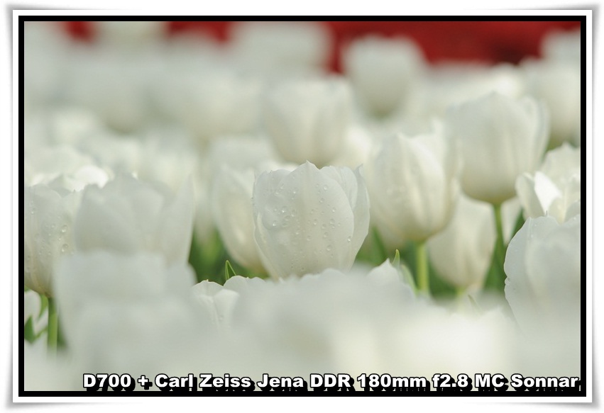 [tulip_06.JPG]
