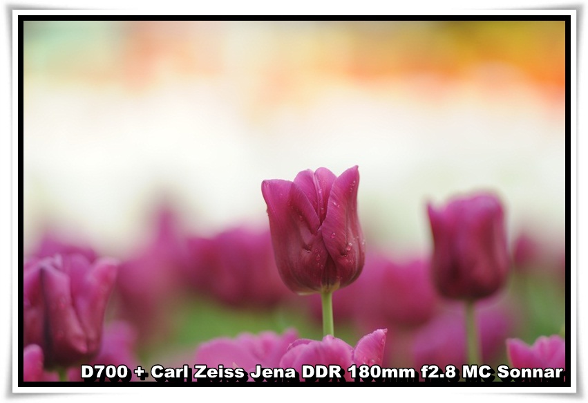 [tulip_02.JPG]