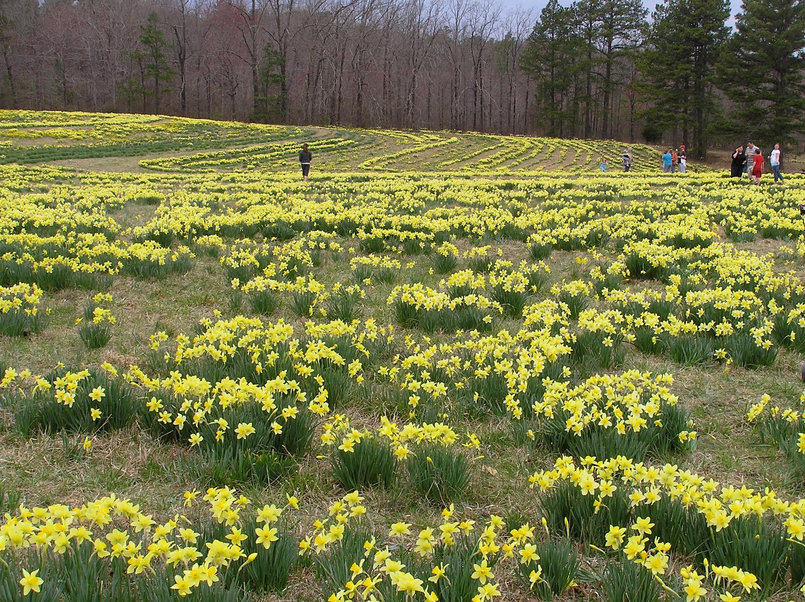 I Wonder Wye Wye Mt. Daffodil Field