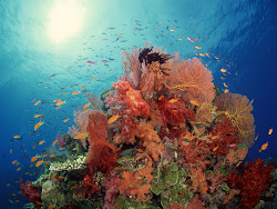 underwater wallpapers coral