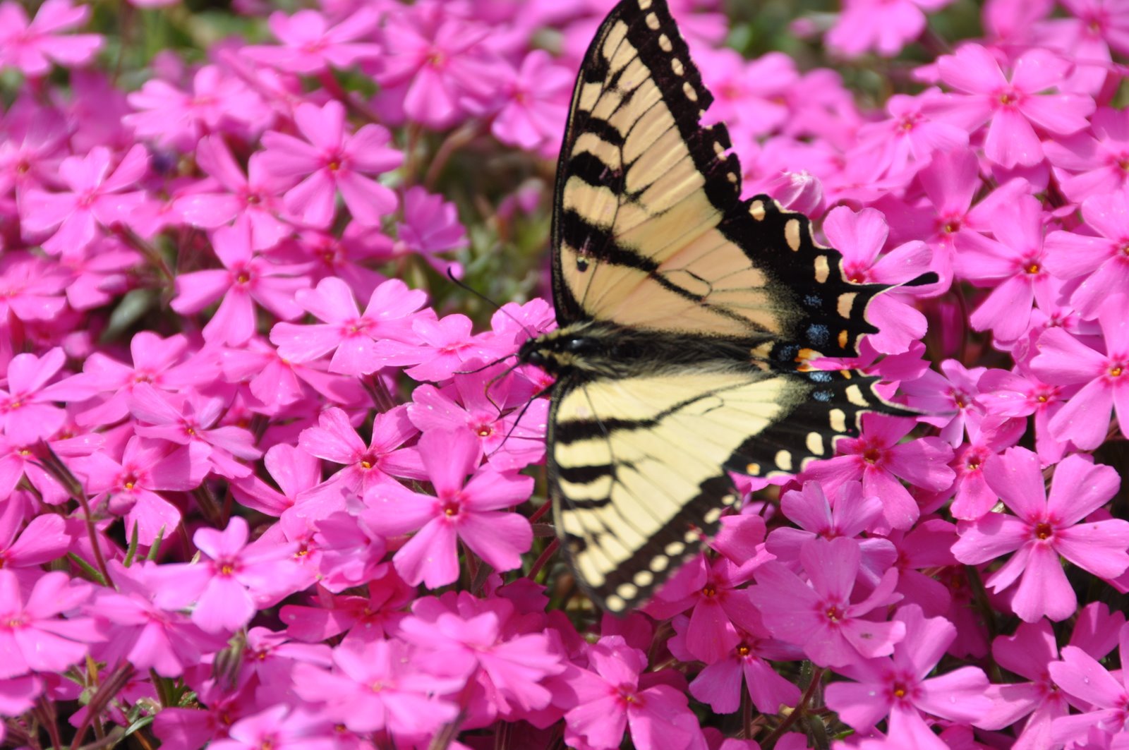 Vicki Lane Mysteries Do Butterflies Have Knees?