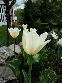 Tulipa Purrissima "White Emperor"