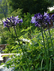 Agapanthus og Dicentra Alba