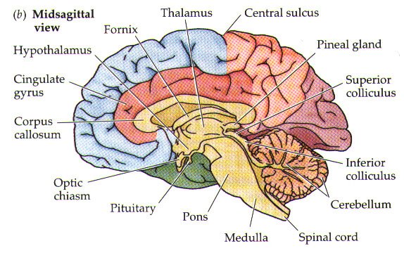 [Brain-sagittal-PPP2.jpg]