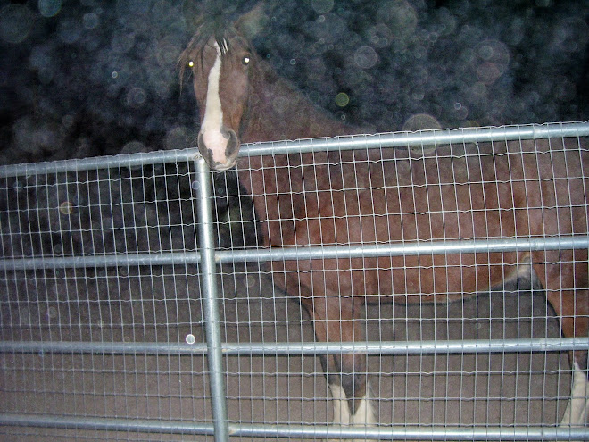 horse and fairy orbs