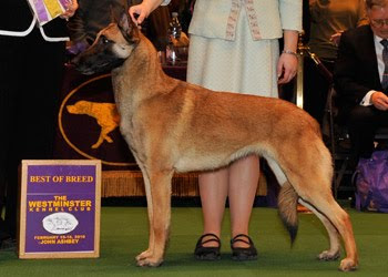 Best show belgian malinois Top Sellers