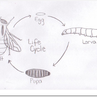 Product Life Cycle, Project Life Cycle, Product Phases, Project Phase and PM Process Groups 