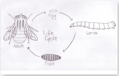 Product Life Cycle vs Project Life Cycle