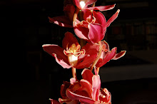 Orquídea australiana