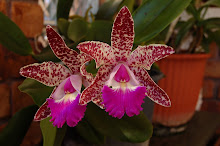 Más orquídeas...