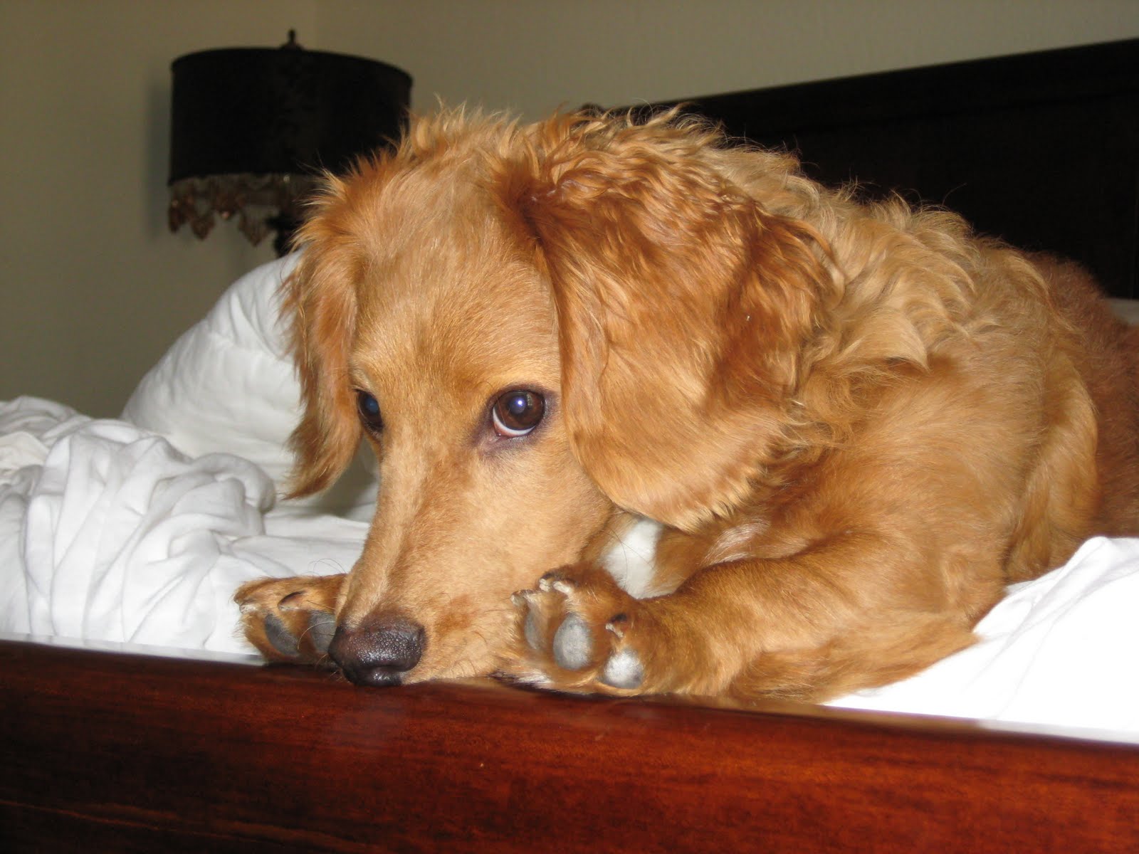 Bella Vita Pet Pup of the Week Jack Weenie