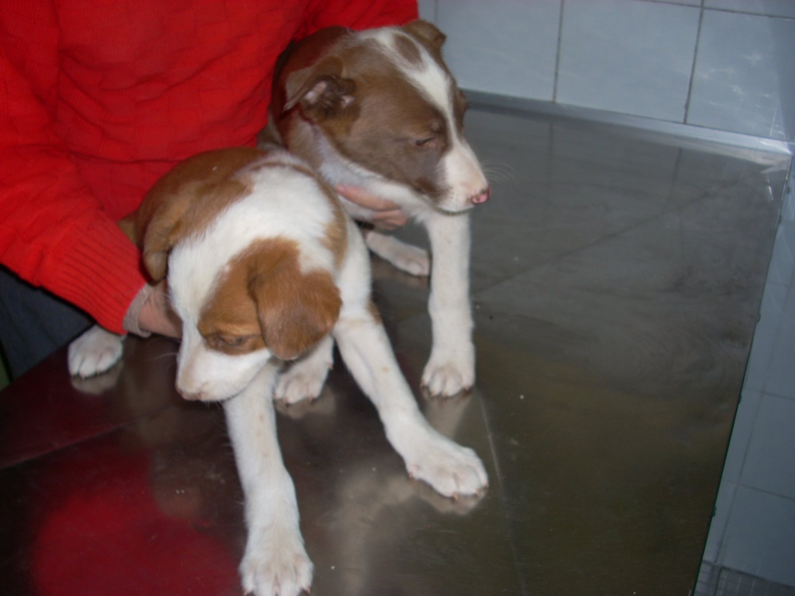 [5+CACHORROS.JPG]
