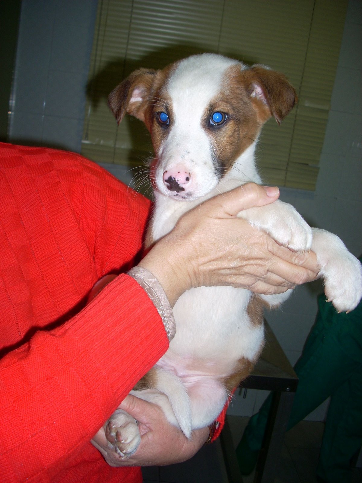 [5+CACHORROS+7.jpg]