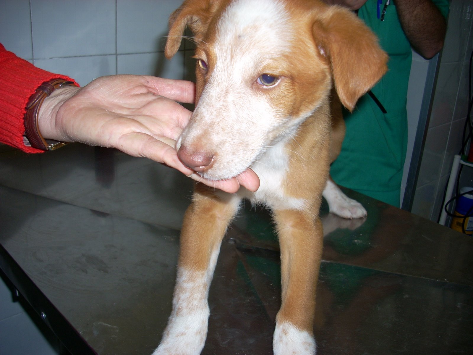 [5+CACHORROS+10.JPG]