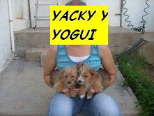 [YOGUI+Y+YACKY.jpg]