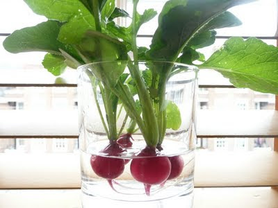 radishes in glass