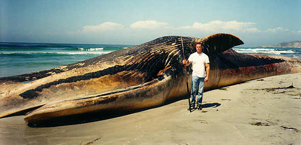 [BeachedBlueWhale.jpg]