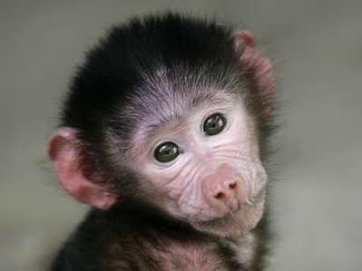 [MonkeysBabyBaboonStaringatCamera.jpg]
