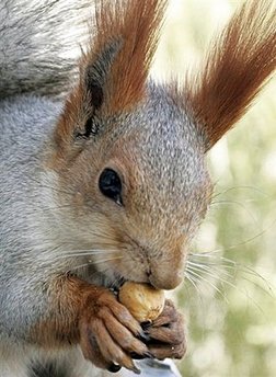 [SquirrelKyrgyzstan.jpg]