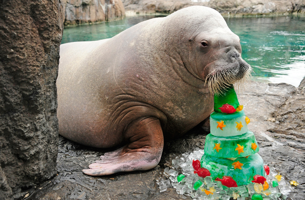 Cute Animals Eating Birthday Cake Cute Animals Eating Birthday Cake