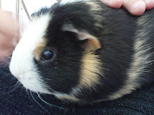 Mitt marsvin Fluffy