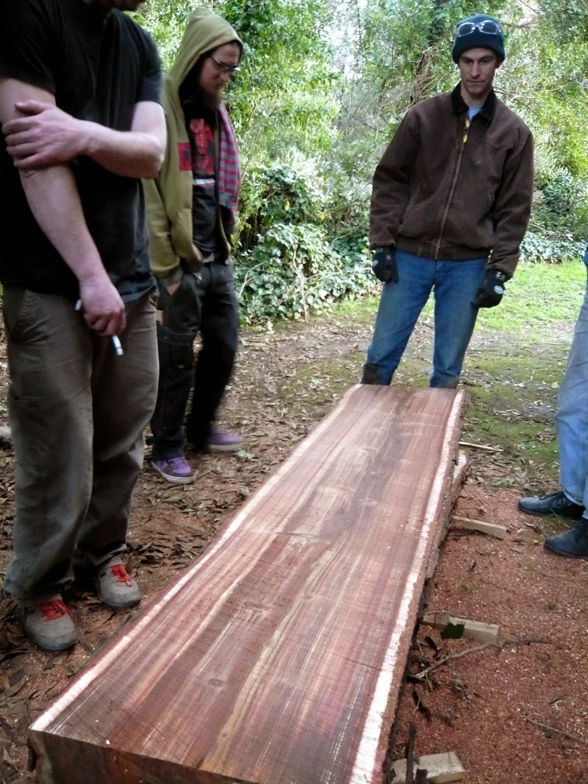 Off the Saw Acacia Tree