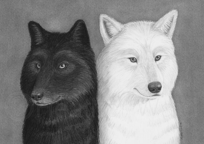 Black And White Wolf Images. lack and white wolf drawings.