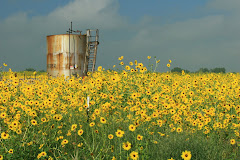 Colorado Sunflowers