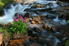 Creek Side Bouquet